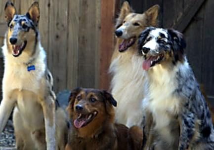 Discover the Joy of Expert Dog Training at “Our Furry Friends”